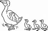 Coloring Ducklings Duck Ducks Pages Printable Duckling Drawing Clipart sketch template