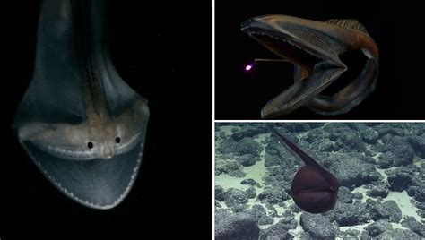 meet  gulper eel  deep sea predator   unusual appearance
