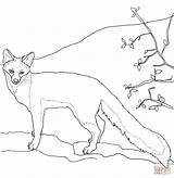 Fox Gray Coloring Pages Drawing Outline Grey Printable Color Simple Realistic Dot Easy sketch template