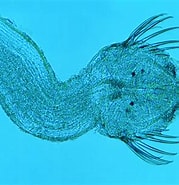 Afbeeldingsresultaten voor "sagitta Oceânica". Grootte: 179 x 185. Bron: www.diatomloir.eu