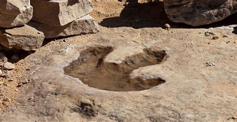 dinosaur footprints    form