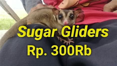 sugar gliders harga rb youtube