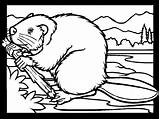 Castor Biber Beaver Colorat Bever Desene Kleurplaten Ausmalbild Kleuterdigitaal Mewarnai Planse Berang Malvorlage Animale Colorier Castori 1585 Animasi Bisamratte Bilder sketch template