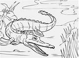 Coloring Pages Alligator Getdrawings sketch template