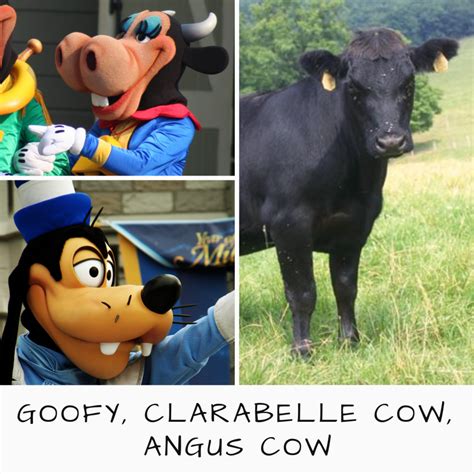 Mickey Mouse Grown Up A Cow Meaning All About Cow Photos