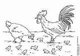 Hen Coloring Chickens Rooster Hhh Dos Happy Chicken Pages Kids sketch template