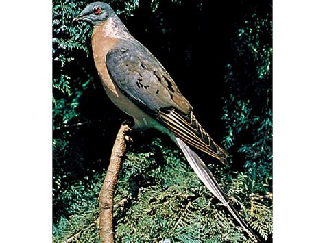 passenger pigeon extinct bird britannicacom