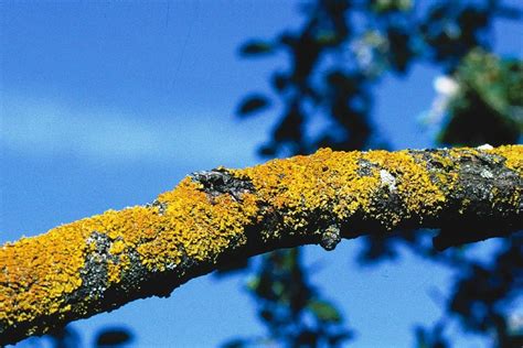 flechten sind bioindikatoren fuer die luftqualitaet naturschutzbund