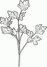 Parsley Spices Colouring Coriander Hierbas Mewarna Cilantro Sayur Sayuran Ervas sketch template
