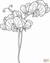 Pea Sweet Flowers Flower Coloring Pages Vine Vines Clipart Printable Gif Color Tattoo Drawing Outline Peas Supercoloring 1622 1284 Cliparts sketch template