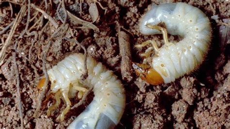 dont  white grubs gobble   vegetable crop growing produce