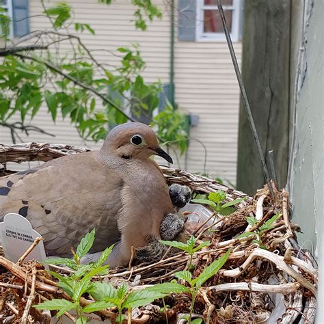 update  mourning dove    days  babies  nest   hanging basket