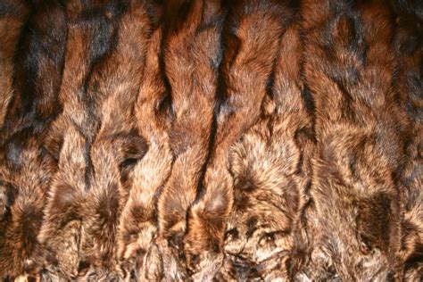 commercial tanned pelts  furs furwest