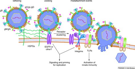 receptors and immune sensors the complex entry path of