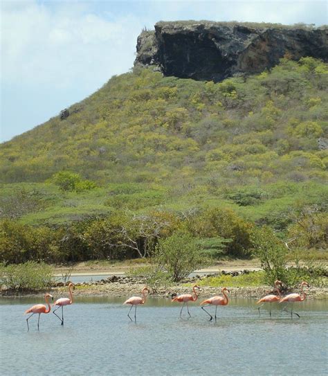 flamingo sanctuary sint willibrordus curacao top tips    tripadvisor trip