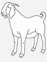 Goat Clipart Boer Coloring Transparent Pages Background Pngfind Clipground sketch template