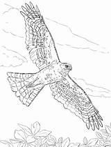 Hawk Coloring Pages Sharp Drawing Hawks Flying Shinned Birds Printable Supercoloring Bird Color Drawings Coopers Cooper Northern Draw Harris Adult sketch template