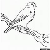 Canary Coloringbay sketch template