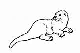 Otter Loutre Colorier Ko sketch template