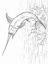 Coloring Pages Swordfish Zwaardvis Fish Kleurplaat Kids Recommended Fun sketch template