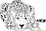 Cheetah Guepardo Deitado Chita Everfreecoloring Cheetahs Raskrasil Coloringpages101 Mandalas Leopardo Palmira Rizzo sketch template