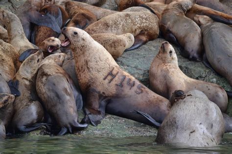 wildlife wednesday sea lions  siege  marine debris alaska