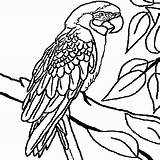 Perroquet Imprimer Animaux Peroquet Perroquets Branche Joli Parrots Enfant Ccm2 Arbre Colorie Visiter Bec Plumes Parrot Animal sketch template