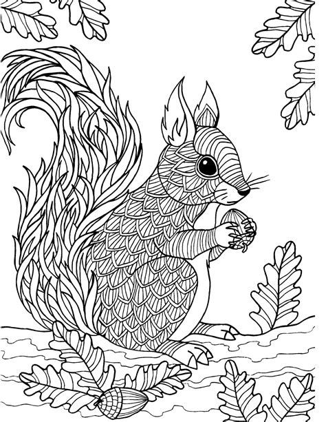 squirrel coloring pages  adults icon