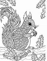 Squirrel Adult Coloring Pages Colouring Zentangle Sheets Animals Print Kids Craft Coloringbay sketch template