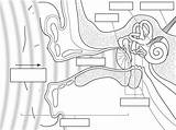 Ear Diagram Worksheet Parts Anatomy Human Blank Science Label Ears Grade Sound Inner Drawing Labeling Waves Life Google Unlabelled Primary sketch template
