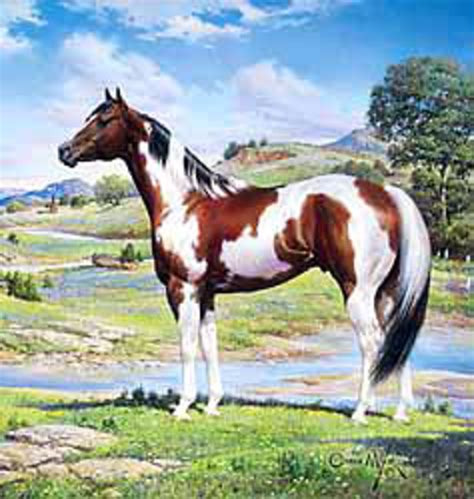 american paint horse expert advice  horse care  horse riding