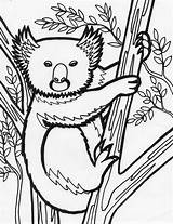 Koala Pages Coloring Bear Animal Sheet Kids Coloriing Popular sketch template