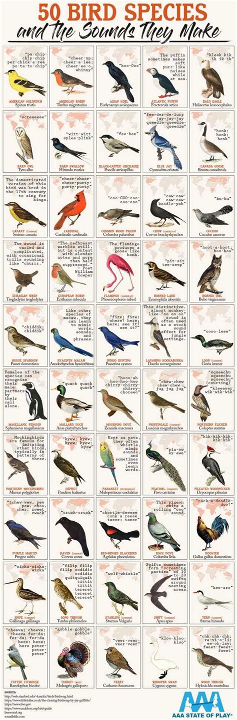 national flags explained bird species bird calls rare