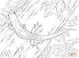 Gecko Lizard Fossa Anole Madagascar Mammals Supercoloring Designlooter Flower sketch template