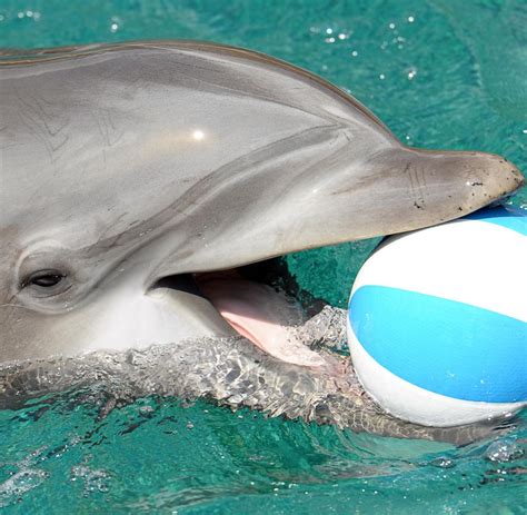 biologie delfine koennen  tage lang  stueck wach bleiben welt