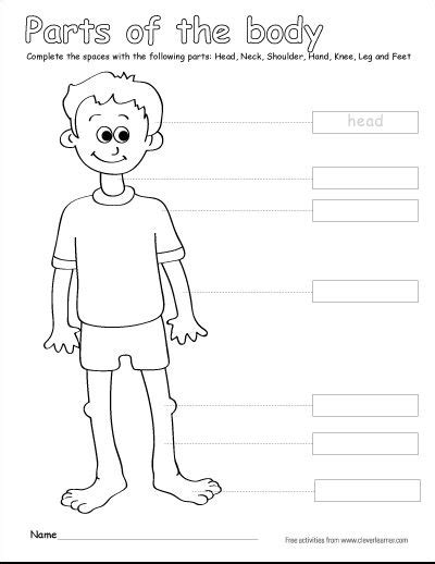 label  parts   human body  worksheets  children
