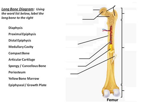 long bone diagram unlabeled     flat bone consists