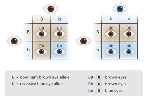 What Are Dominant And Recessive Alleles Facts