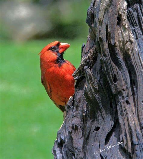 cardinal red birds birds bird