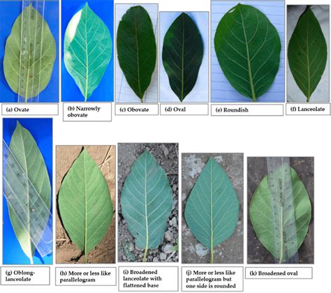 leaf shapes   recorded   studied trees
