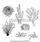 Desert Plants Sketch Vector Cactuses Set Coloring Tumbleweed Stock Drawing Clipart Vectors Plant Arizona Template Royalty Outline Depositphotos Illustration Illustrations sketch template