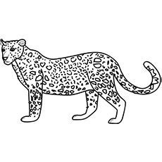 top   printable wild animals coloring pages  animals wild