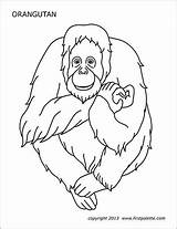 Orangutan Printable Coloring Pages Illustration Firstpalette Gorilla sketch template
