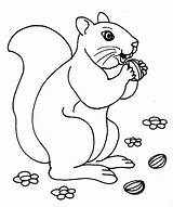 Squirrel Coloring Nuts Nut Printable Pages Kids Pano Seç sketch template