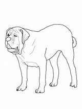 Mastiff Coloring English Printable Dog Pages Dogs Supercoloring sketch template