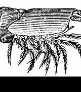 Afbeeldingsresultaten voor Petalophthalmidae. Grootte: 164 x 141. Bron: www.alamy.com