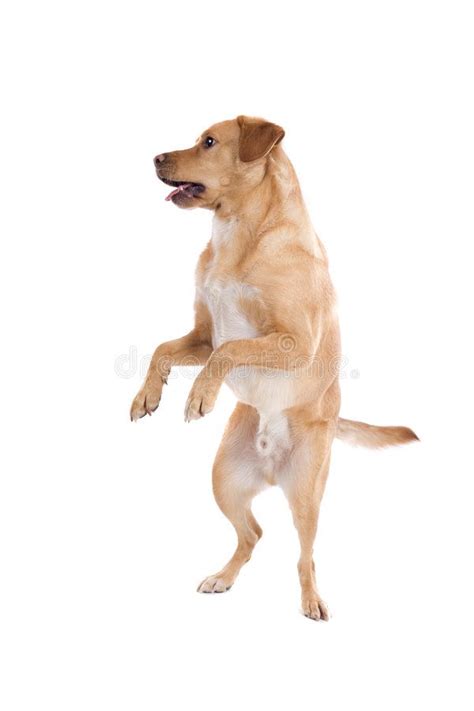 standing dog  goldenfawn labrador retriever dog standing