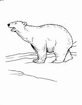 Polar Bear Coloring Pages Printable Kids Arctic Bears Coloring4free Animals Roaring Bestcoloringpagesforkids Tundra Realistic Snow Popular Cute sketch template