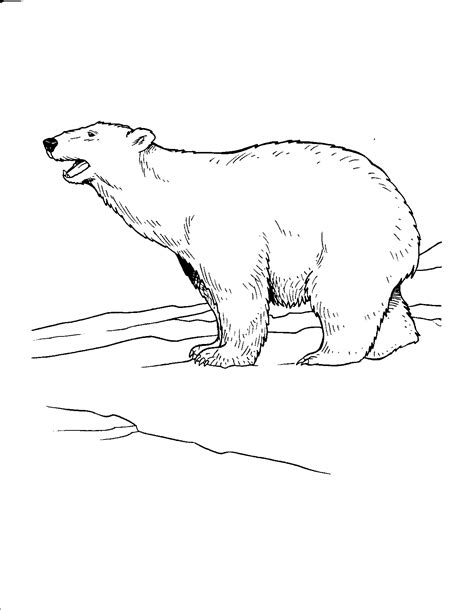 printable polar bear coloring pages