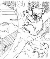 Coloring Pages Koala Zoo Bear Printable Sings Miranda Drawing Wildlife Animals Kids Template sketch template